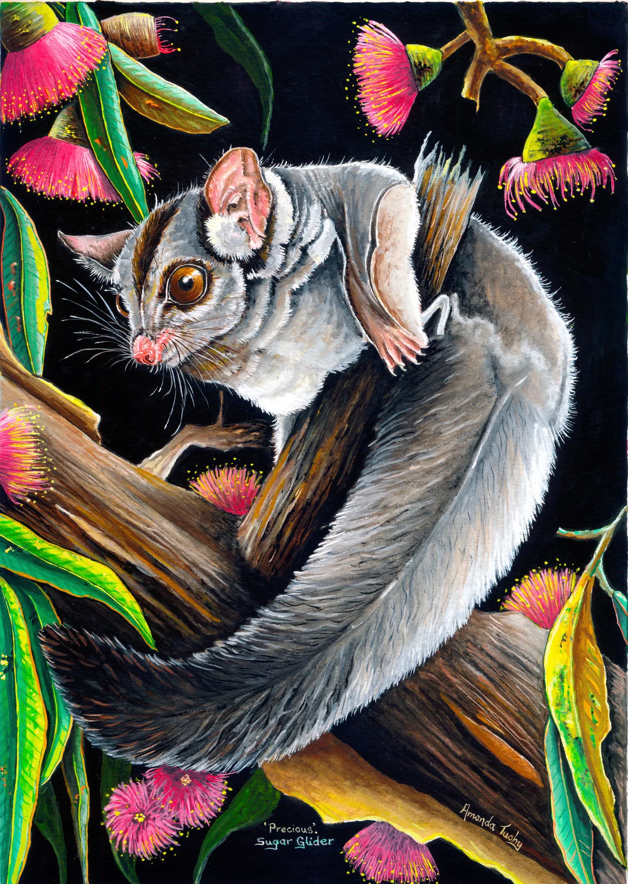 A sugar glider with large dark eyes clings to a gum branch, its long grey tail curled around it, among pink blossoms on a black ground.