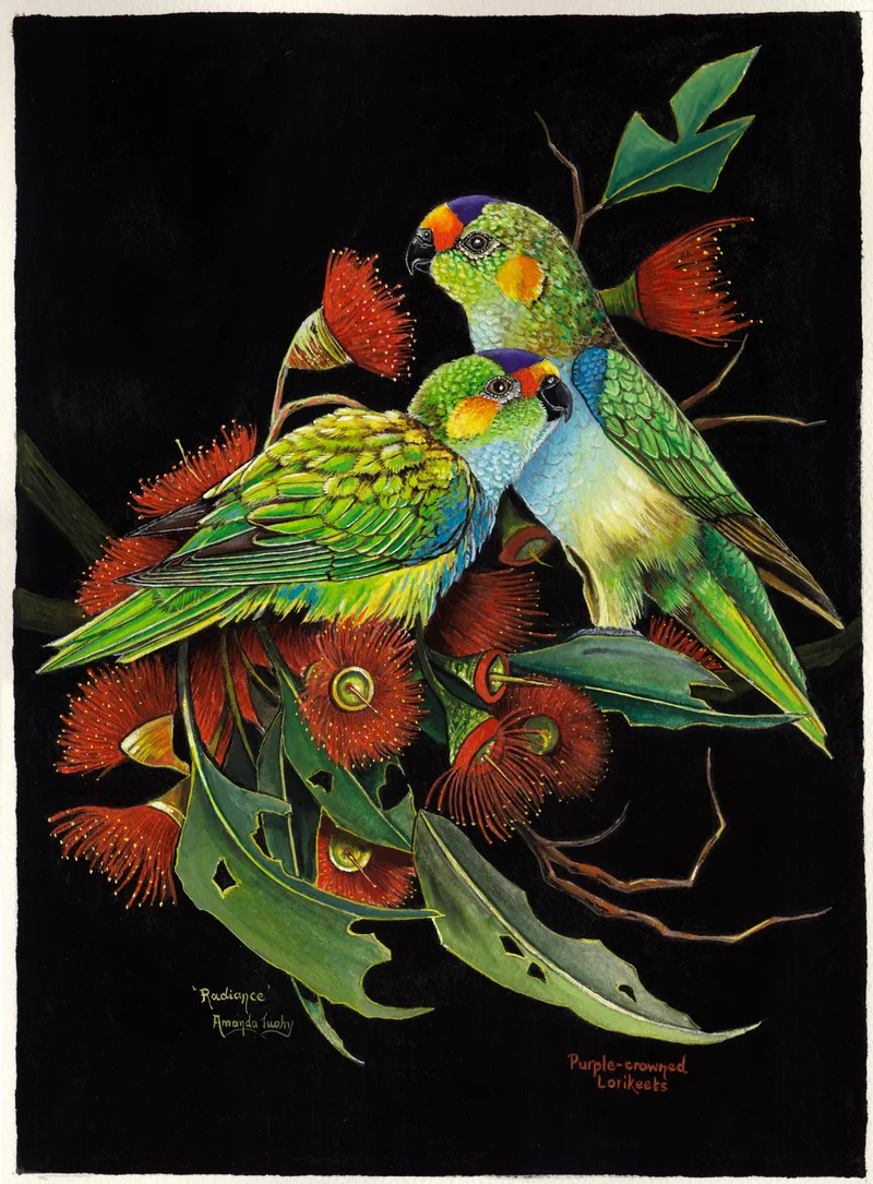 Two purple-crowned lorikeets with green bodies, orange faces and purple crowns perch among red gum blossoms and leaves against a solid black background.