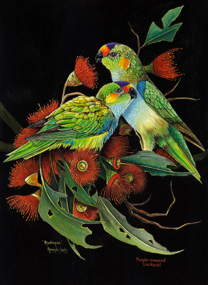 Two purple-crowned lorikeets with green bodies, orange faces and purple crowns perch among red gum blossoms and leaves against a solid black background.