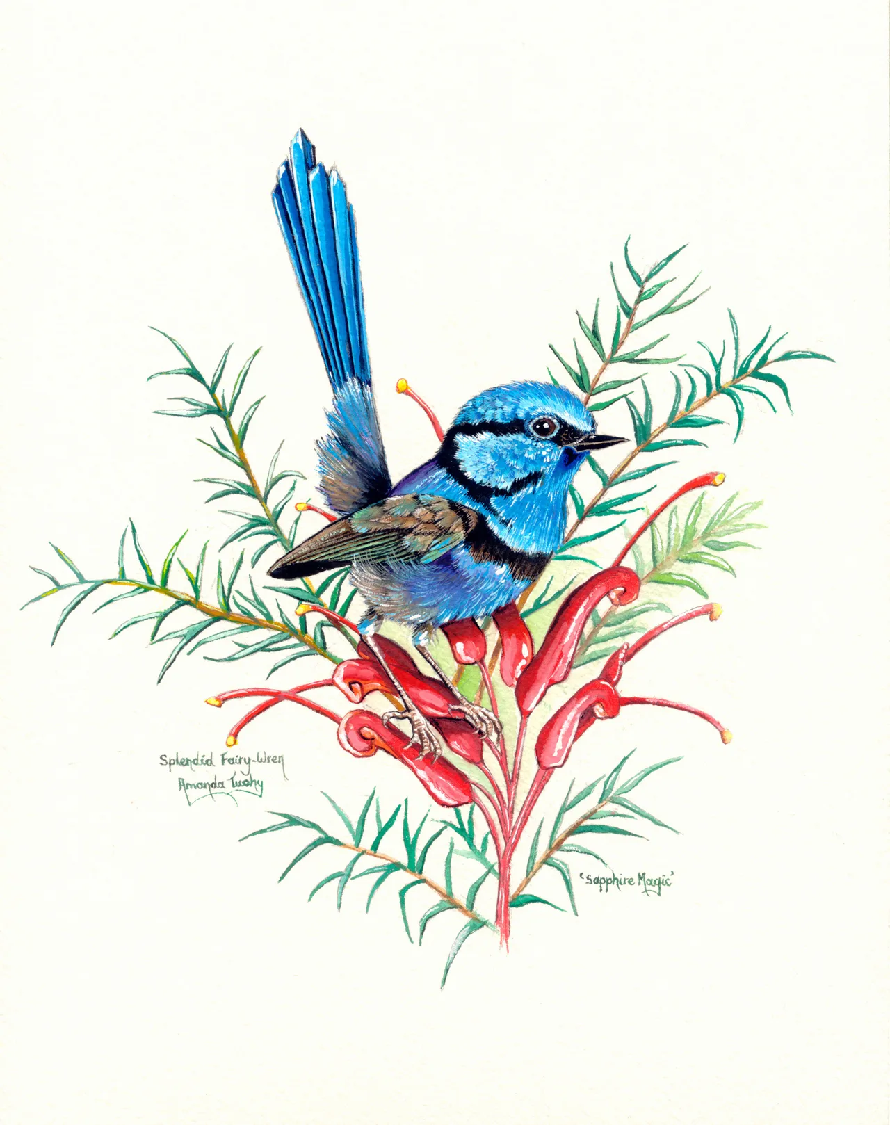A bright blue splendid fairy-wren with its tail raised perches on red flowers among fine green leaves, on cream paper.