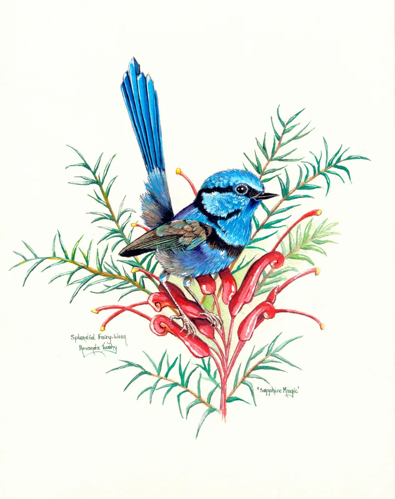 A bright blue splendid fairy-wren with its tail raised perches on red flowers among fine green leaves, on cream paper.