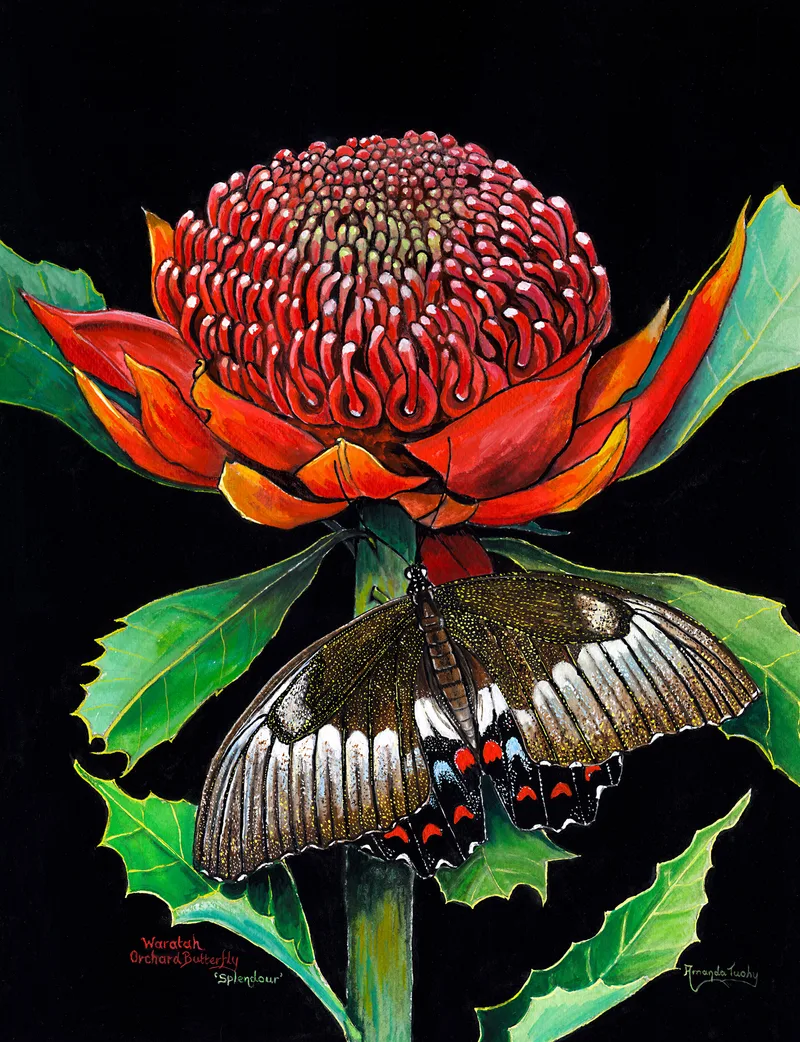 A red waratah in full bloom rises above serrated green leaves, with an orchard butterfly, its dark wings marked with white and red, resting on the stem against a black background.