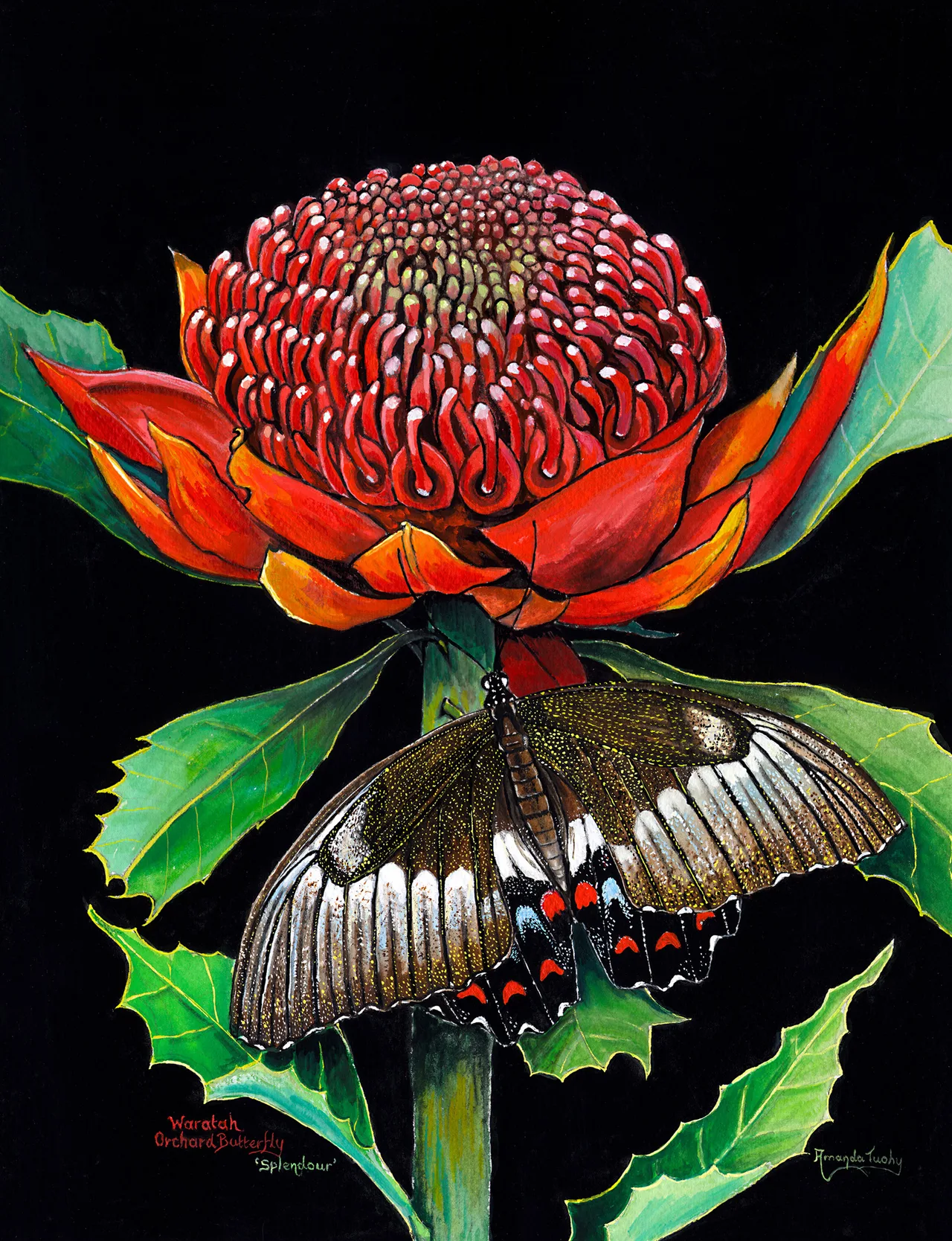 A red waratah in full bloom rises above serrated green leaves, with an orchard butterfly, its dark wings marked with white and red, resting on the stem against a black background.
