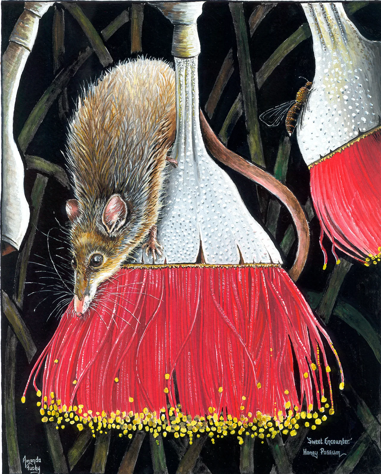 A honey possum with a long pointed snout clings head down to a large red gum flower tipped with yellow, its long tail curled behind it, with a bee nearby, against dark leaves.