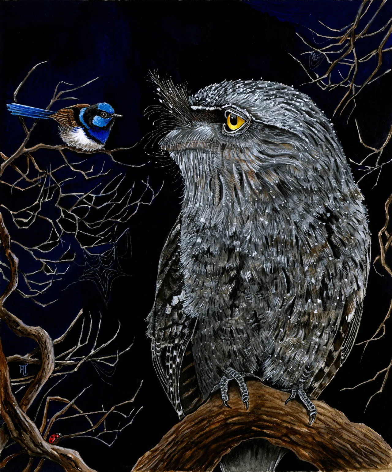 A grey tawny frogmouth with yellow eyes and finely streaked feathers perches on a curved branch at night, turning towards a blue male fairy-wren on a twig beside it, among bare branches and a spider's web.