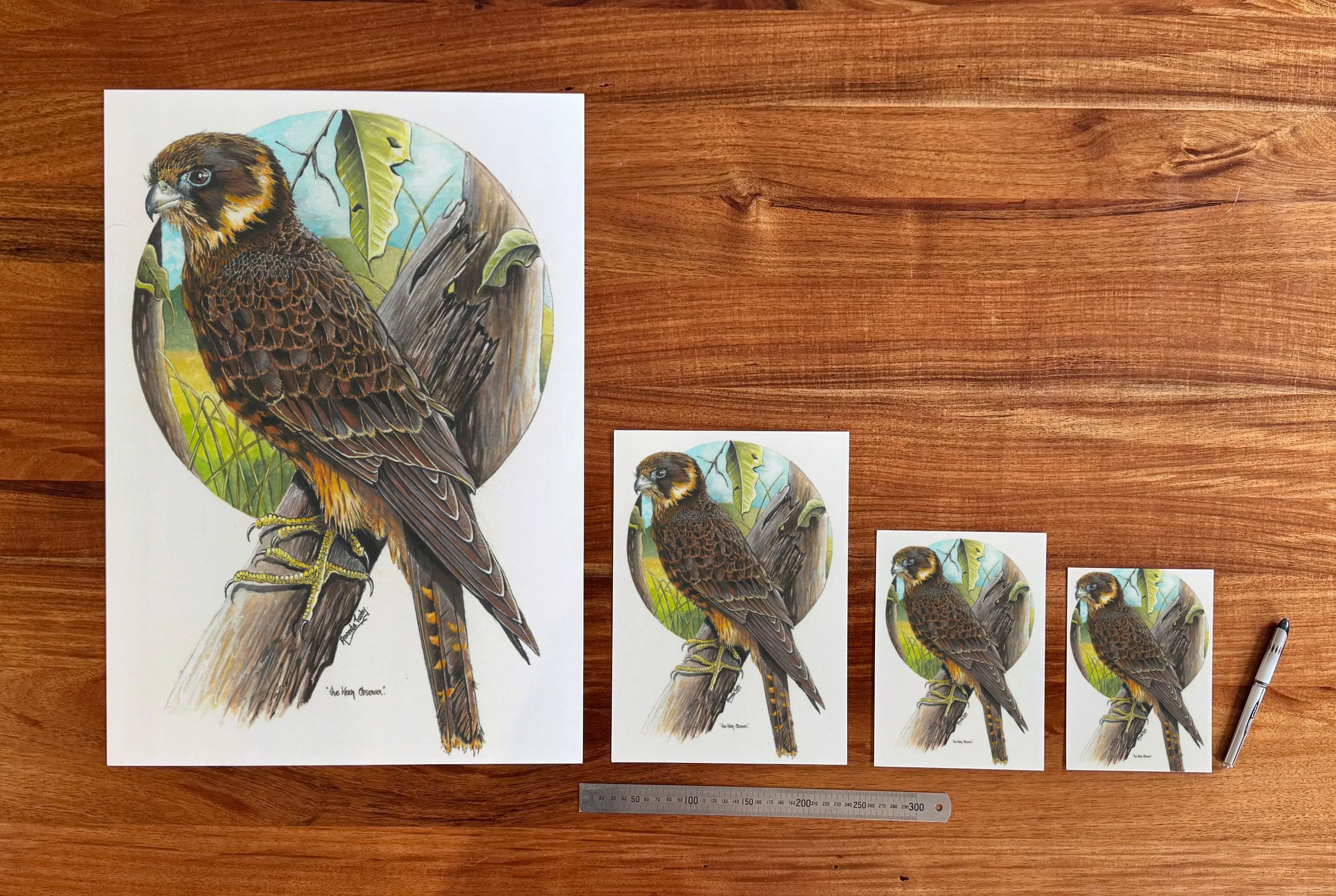 The Keen Observer at each available size: A2 (420 × 594 mm), A4, A5 and 5 × 7 in (127 × 178 mm), beside a 30 cm ruler.