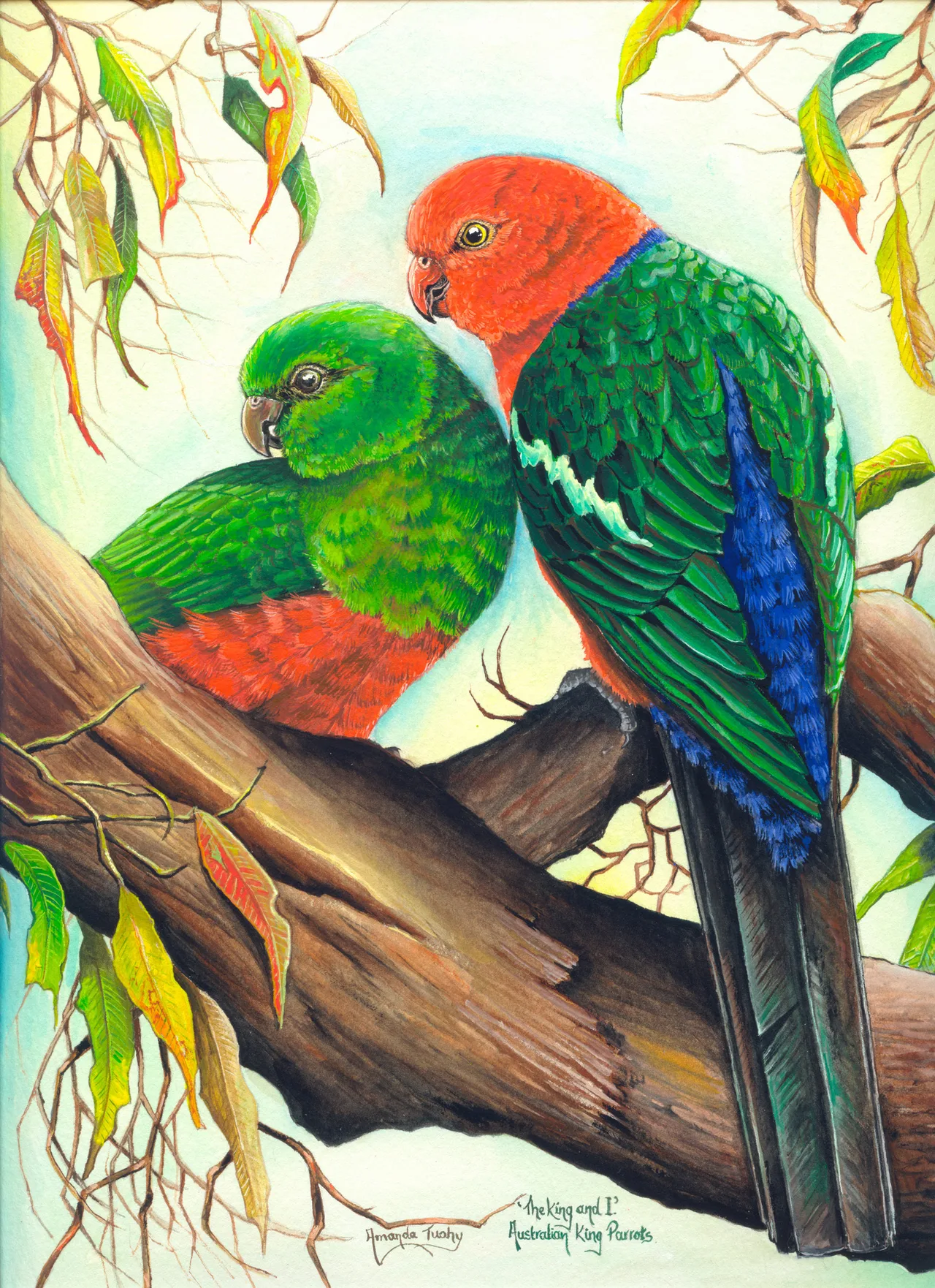 Two king parrots perch close together on a thick gum branch: a male with a red head, green wings and blue rump, and a green-headed female with a red belly, among gum leaves.