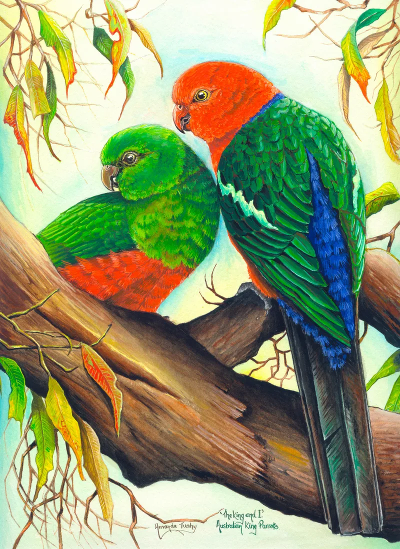 Two king parrots perch close together on a thick gum branch: a male with a red head, green wings and blue rump, and a green-headed female with a red belly, among gum leaves.