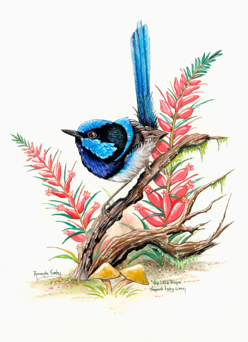 A superb fairy-wren with a bright blue head and back, black collar and long upright blue tail perches on a twisted branch among pink flowering heath, with small mushrooms below, on white paper.