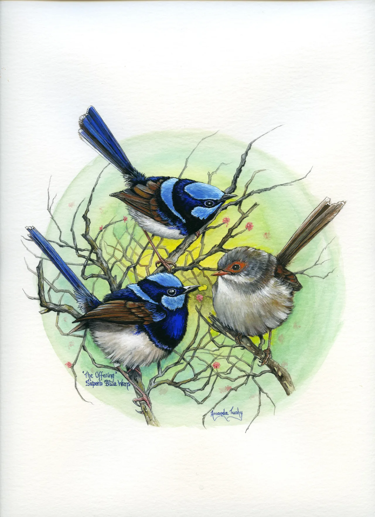 Three wrens perch among bare twigs in a pale green and yellow circle: two blue and black males with long tails and a brown female with an orange-red face, on white paper.