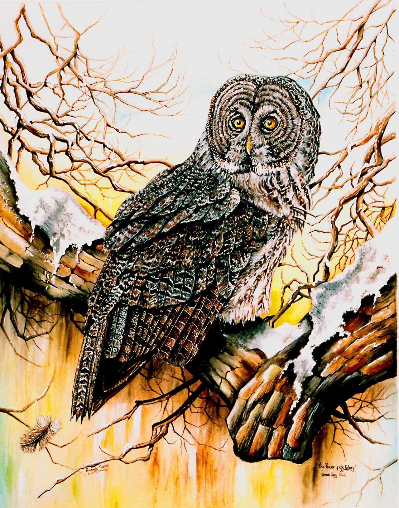 A great grey owl with yellow eyes in a wide, ringed grey face perches on a broken, snow-capped branch among bare twigs, against a warm gold and cream sky, with a feather drifting below.