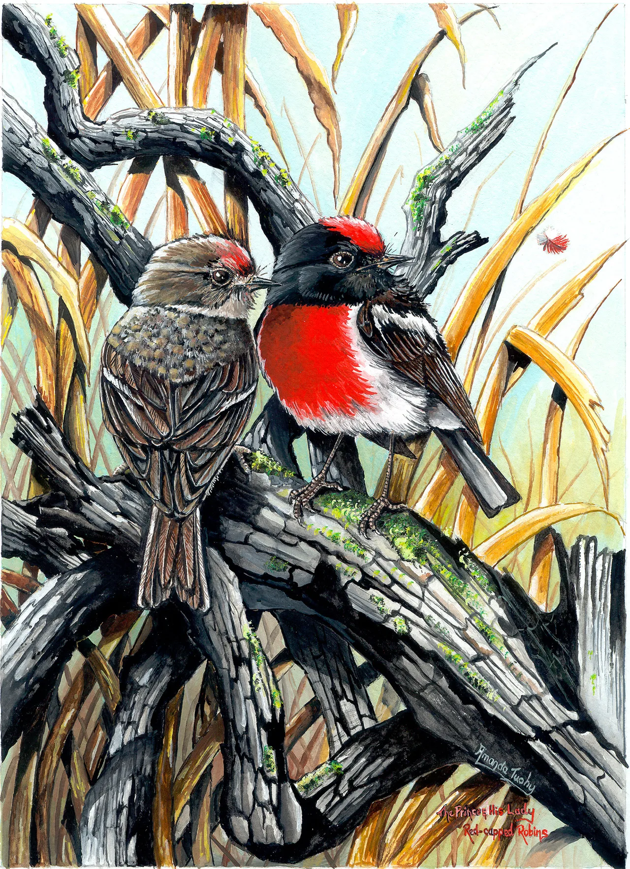 Two red-capped robins perch together on a weathered grey branch among dry golden grasses: a male with a red cap and breast and a black back, and a brown female with a faint red cap.