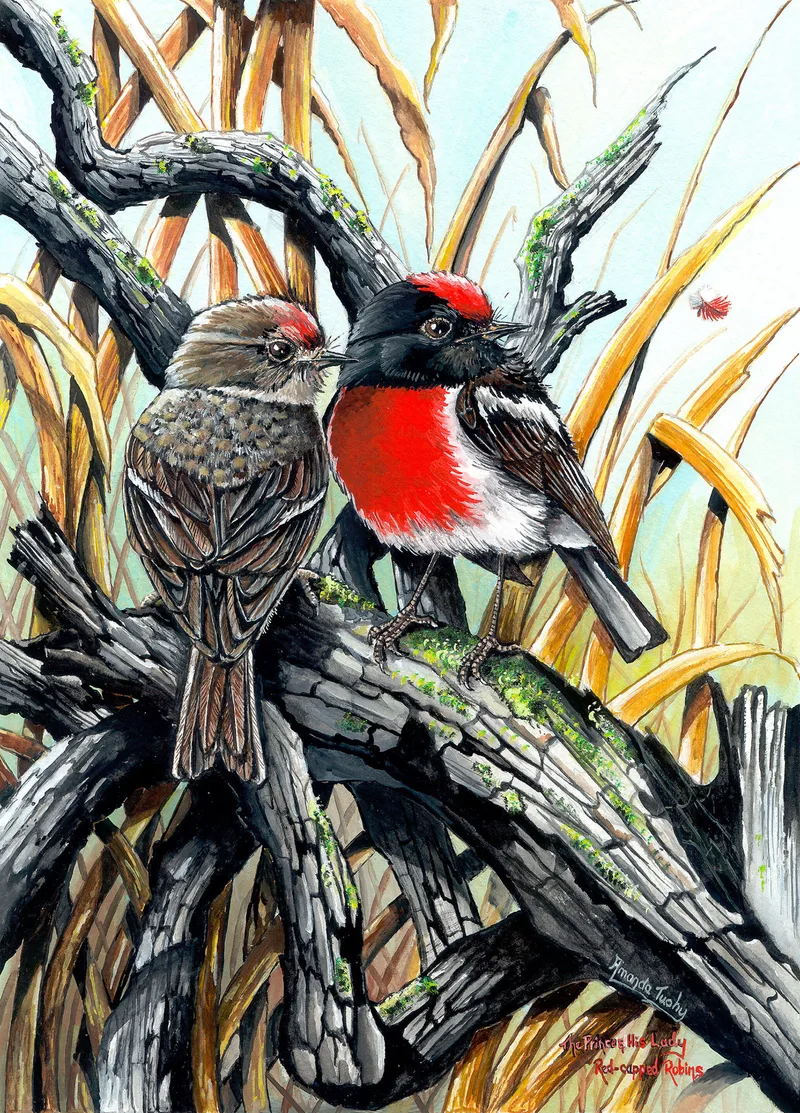 Two red-capped robins perch together on a weathered grey branch among dry golden grasses: a male with a red cap and breast and a black back, and a brown female with a faint red cap.