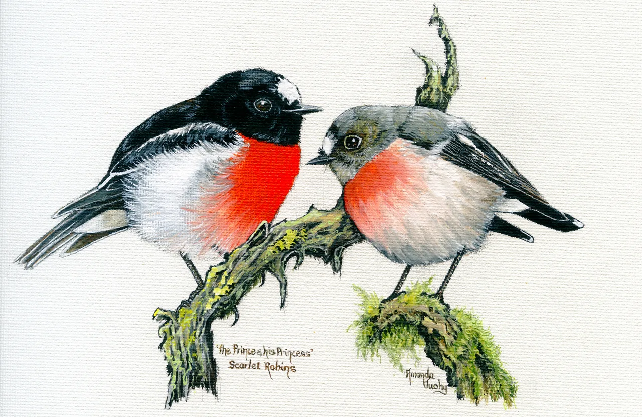 Two scarlet robins face each other on mossy branches, the male black and white with a bright red breast and the female grey-brown with a softer red breast, on plain white paper.