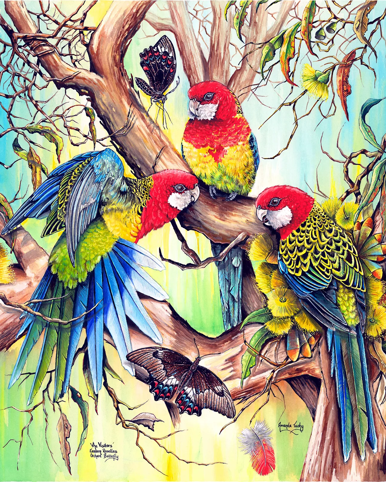 Three eastern rosellas with red heads, white cheeks and yellow, green and blue feathers gather in a gum tree, one with its wings spread, with two dark orchard butterflies and yellow blossom around them.