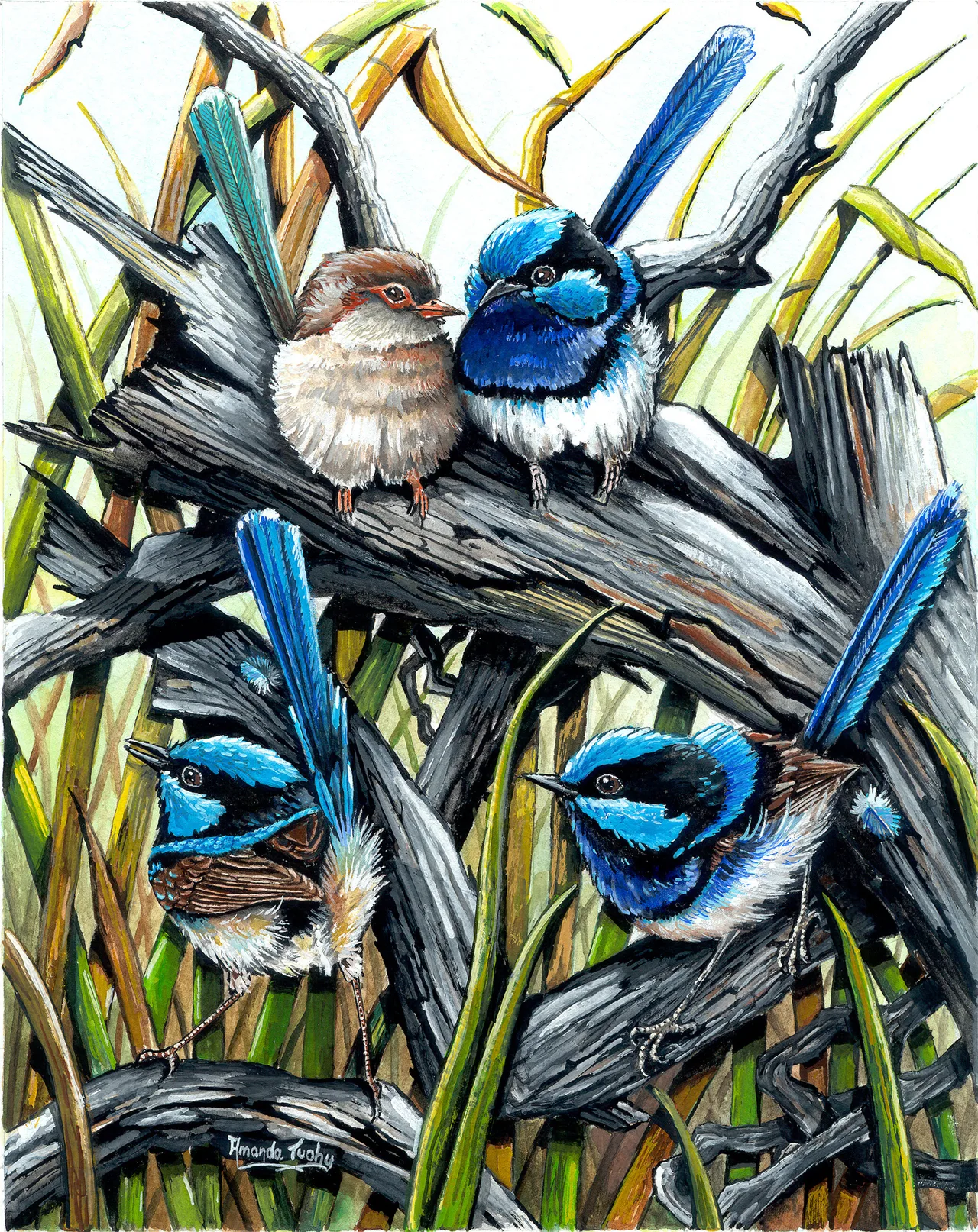 Four wrens perch on weathered grey branches among tall green and golden grasses: three blue and black males with upright tails and a soft brown female nestled beside one of them.