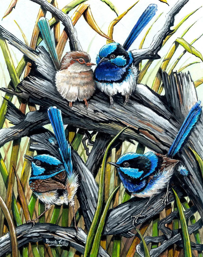 Four wrens perch on weathered grey branches among tall green and golden grasses: three blue and black males with upright tails and a soft brown female nestled beside one of them.