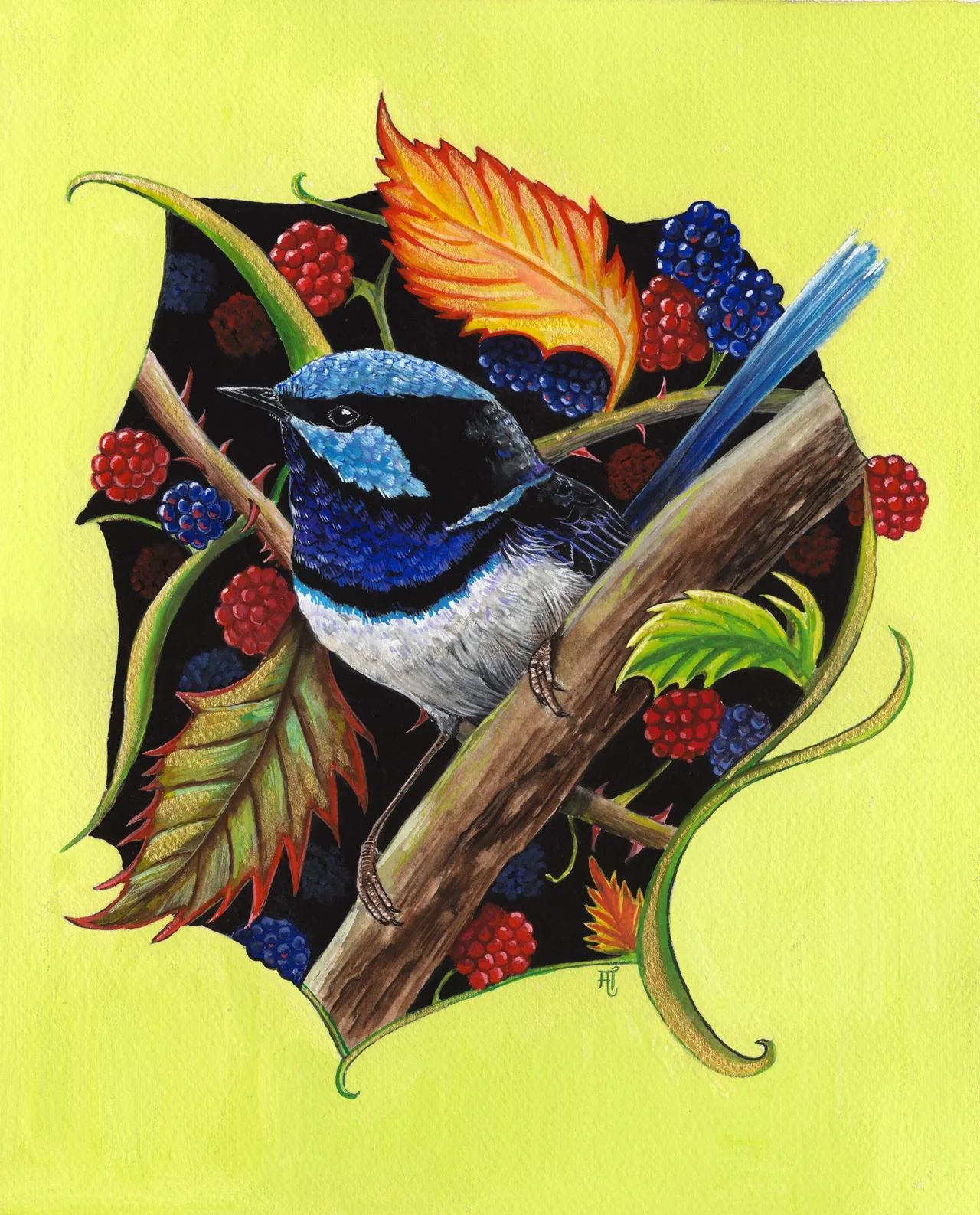 A blue fairy-wren with a long blue tail perches on a branch among red and ripe blackberries, autumn leaves and curling stems, set in a black panel on a lime-green background.