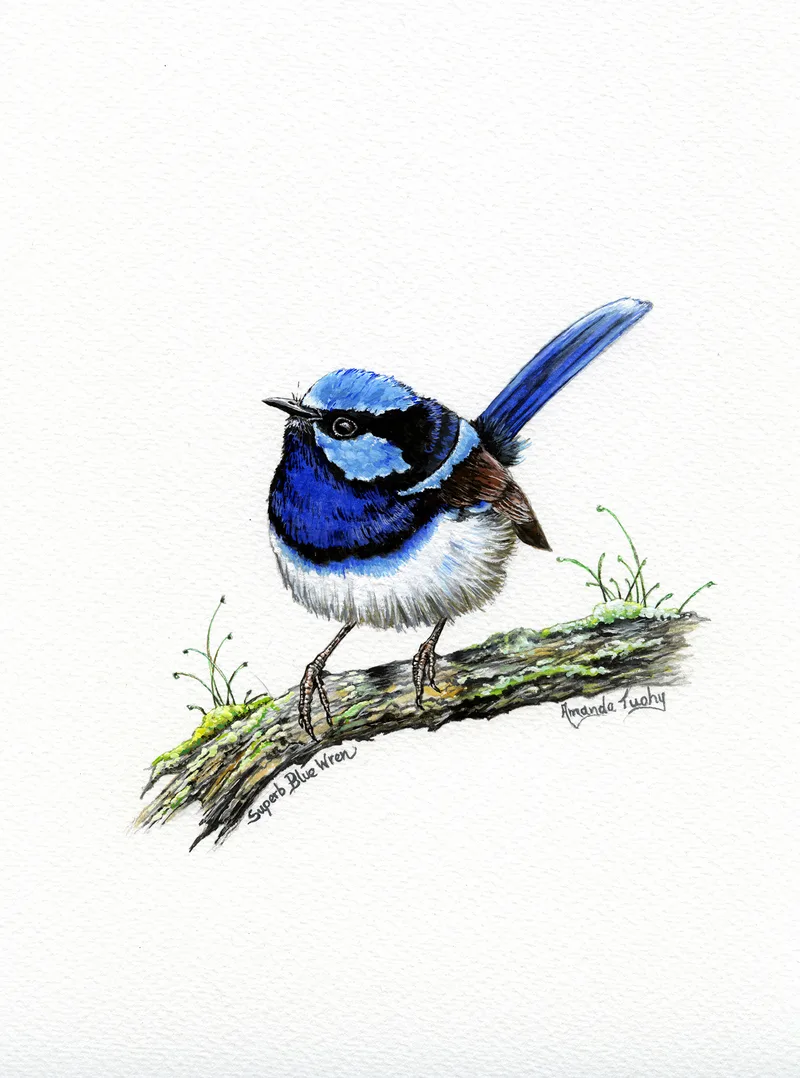 A superb fairy-wren with a bright blue head and cheek patch, dark blue chest and long blue tail perches on a mossy branch, on white paper.