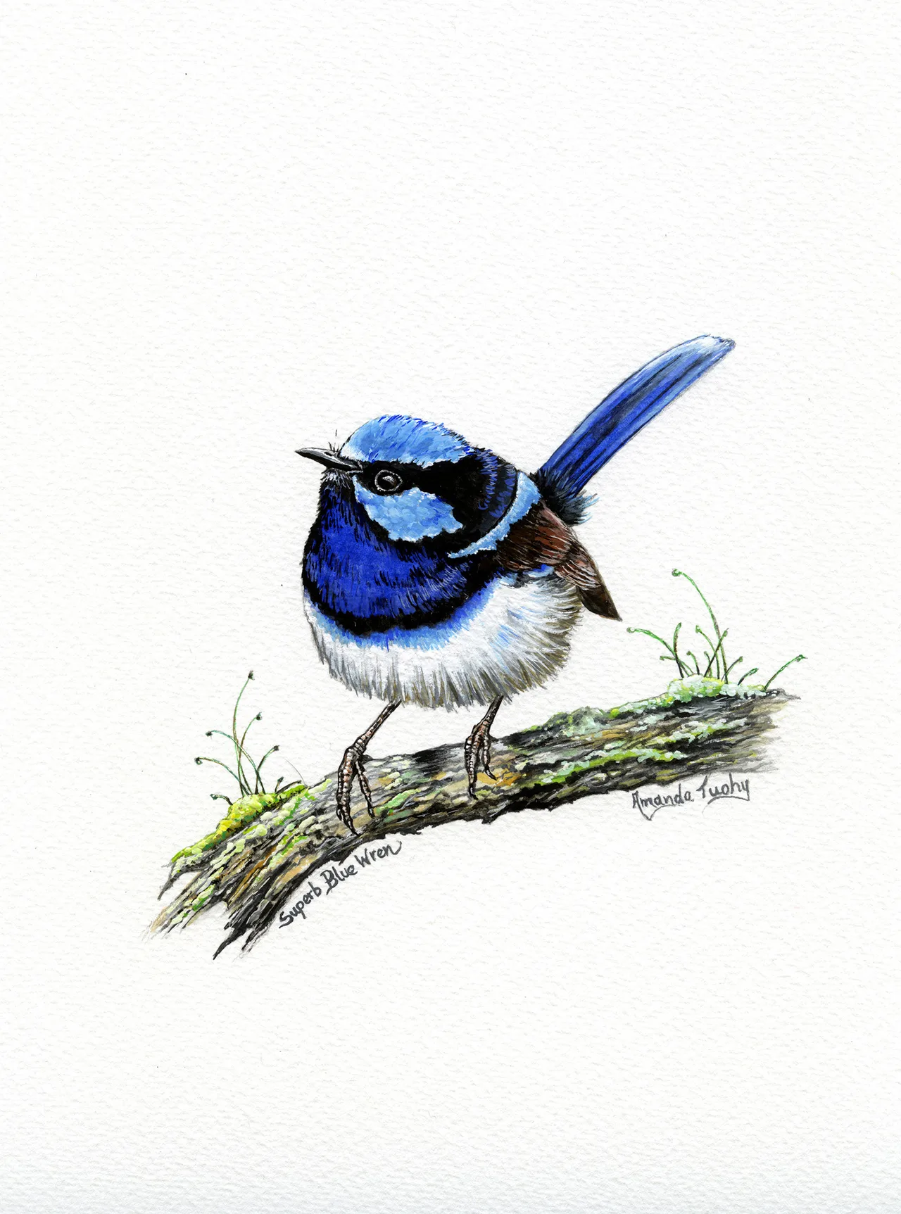 A superb fairy-wren with a bright blue head and cheek patch, dark blue chest and long blue tail perches on a mossy branch, on white paper.
