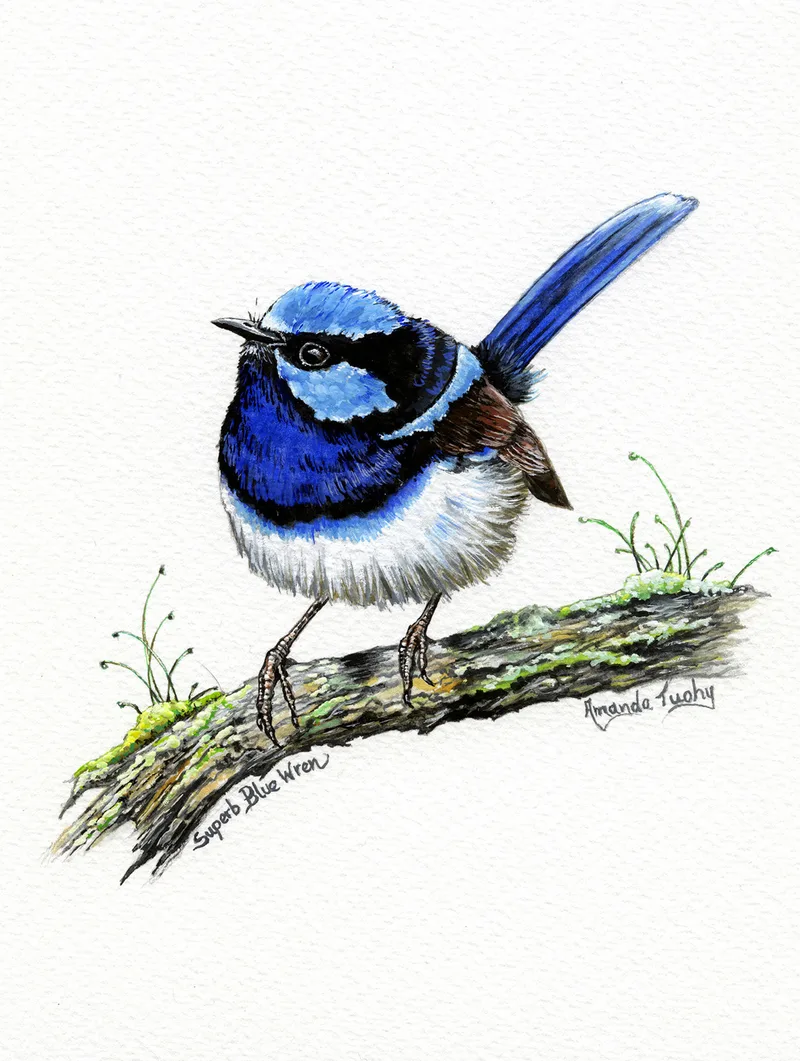 A superb fairy-wren with a bright blue head and cheek patch, dark blue chest and long blue tail perches on a mossy branch, on white paper.