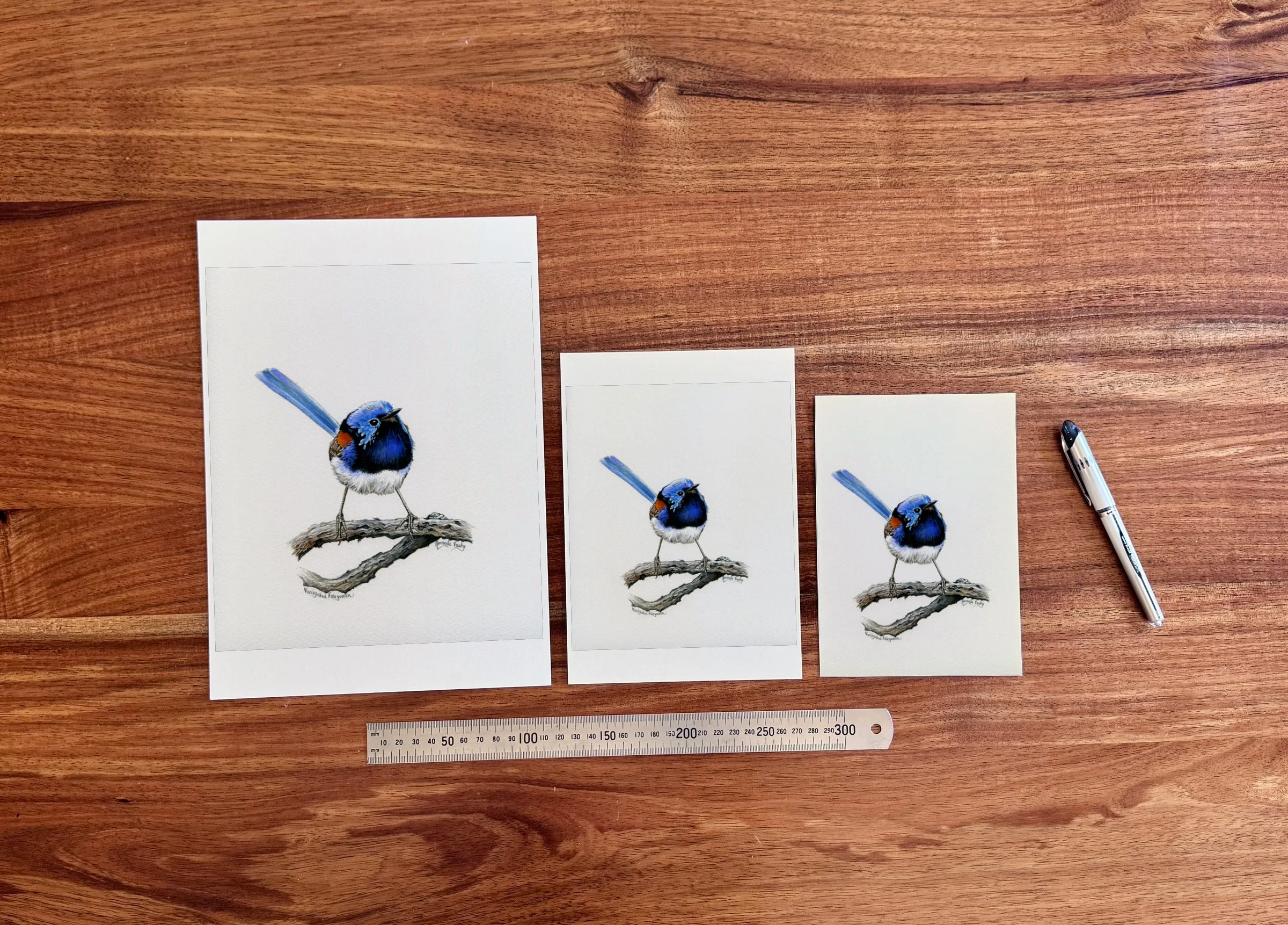 Wren Study 2 at each available size: A4 (210 × 297 mm), A5 and 5 × 7 in (127 × 178 mm), beside a 30 cm ruler.