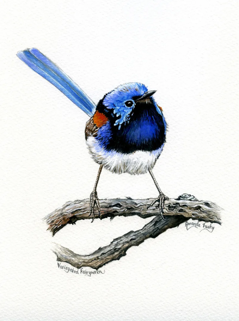 A wren with a bright blue head, a dark blue chest, a red-brown shoulder patch and a long, upright blue tail stands on a bare, twisted branch, on white paper.