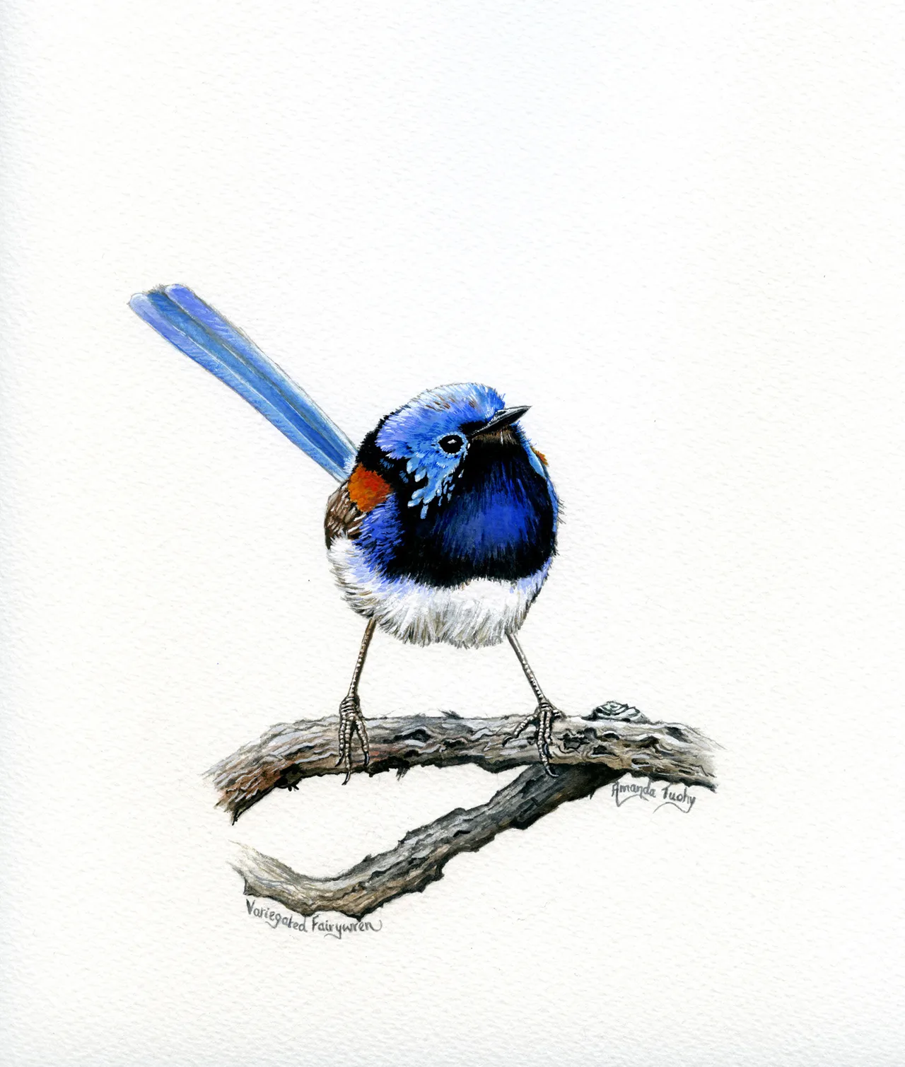 A wren with a bright blue head, a dark blue chest, a red-brown shoulder patch and a long, upright blue tail stands on a bare, twisted branch, on white paper.