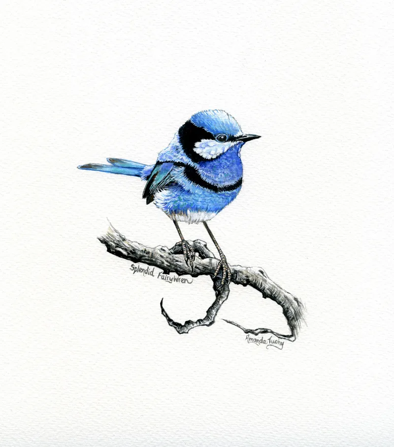 A splendid fairy-wren, blue with black markings and a long tail, perches on a thin dark branch that curls at its end, on white paper.