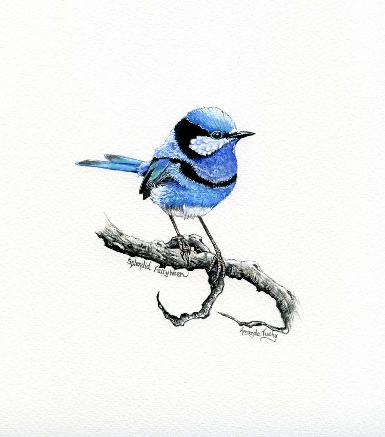 A splendid fairy-wren, blue with black markings and a long tail, perches on a thin dark branch that curls at its end, on white paper.