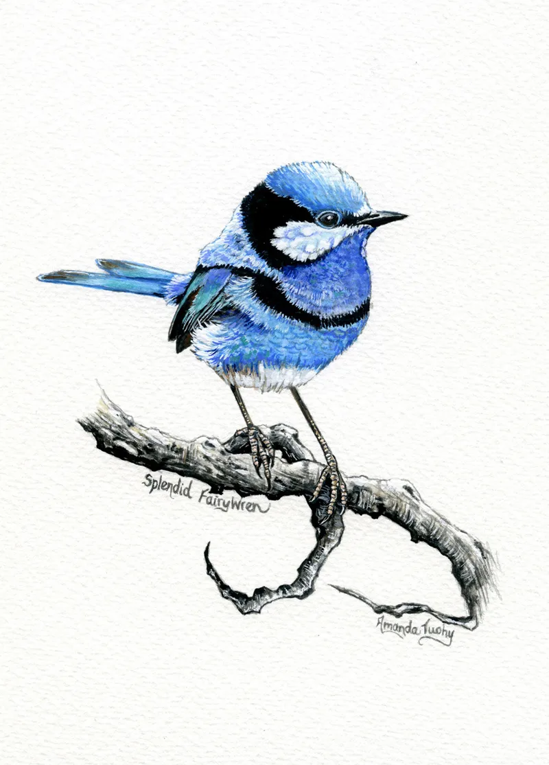 A splendid fairy-wren, blue with black markings and a long tail, perches on a thin dark branch that curls at its end, on white paper.