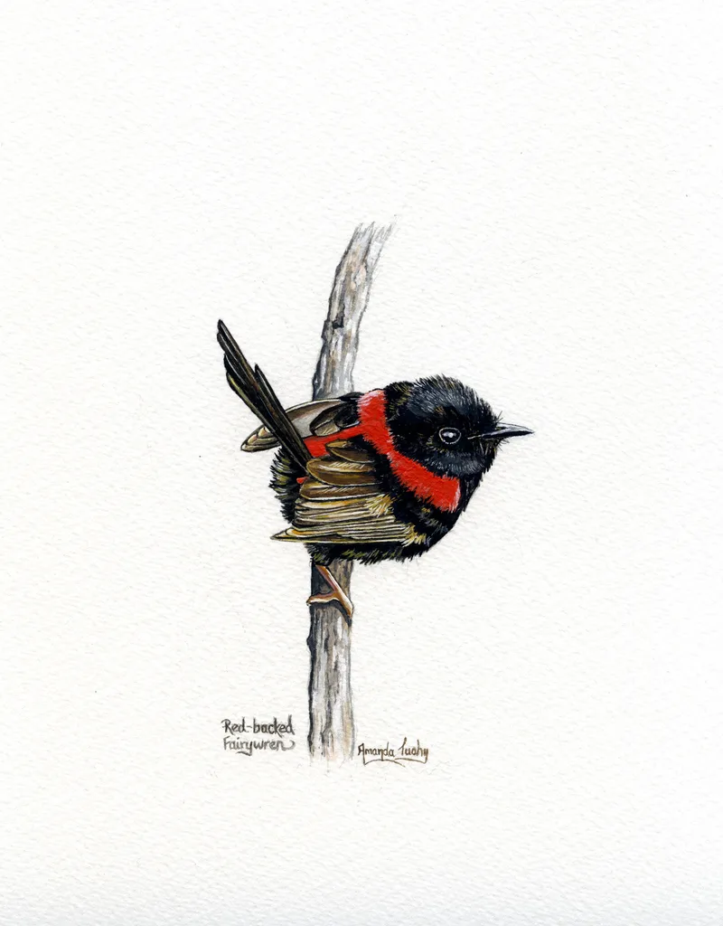 A small red-backed fairy-wren with a black head and body and a red back clings sideways to a thin pale stem, on white paper.