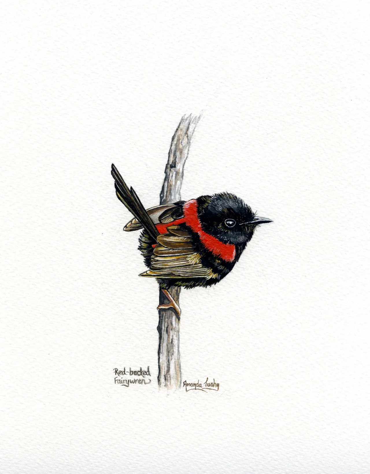 A small red-backed fairy-wren with a black head and body and a red back clings sideways to a thin pale stem, on white paper.