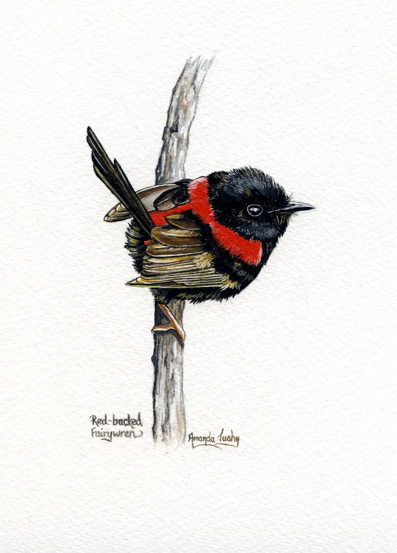A small red-backed fairy-wren with a black head and body and a red back clings sideways to a thin pale stem, on white paper.