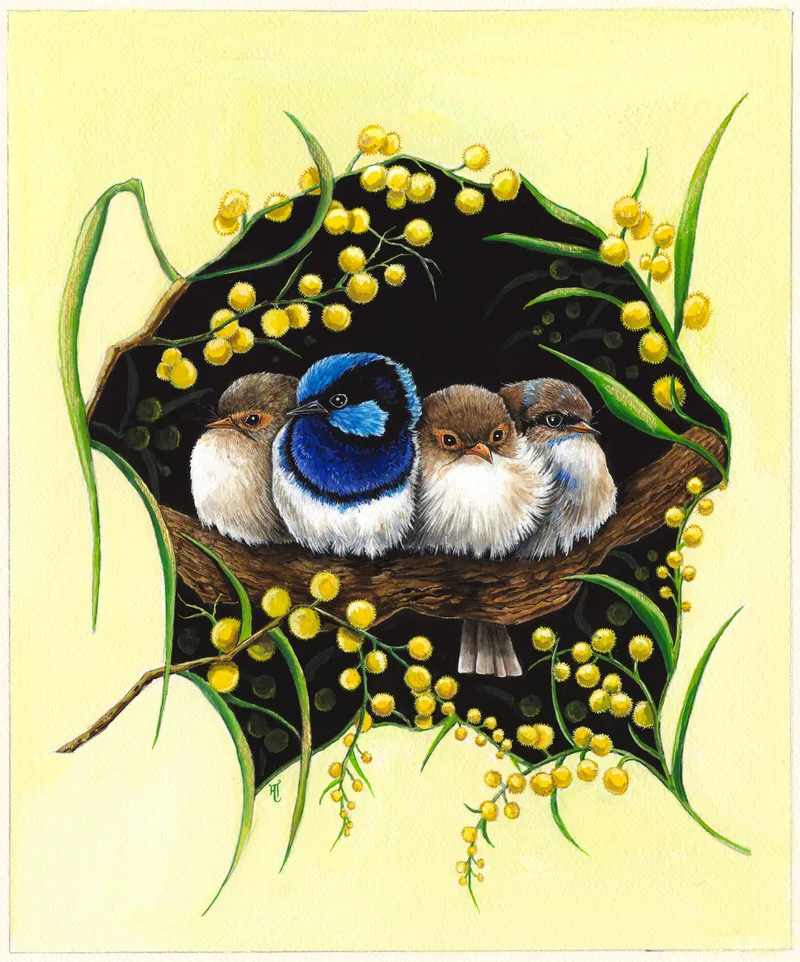 Four small superb fairy-wrens huddle together in a hollow ringed with golden wattle blossom, one brilliant blue and three brown and white.
