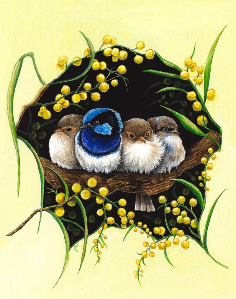 Four small superb fairy-wrens huddle together in a hollow ringed with golden wattle blossom, one brilliant blue and three brown and white.